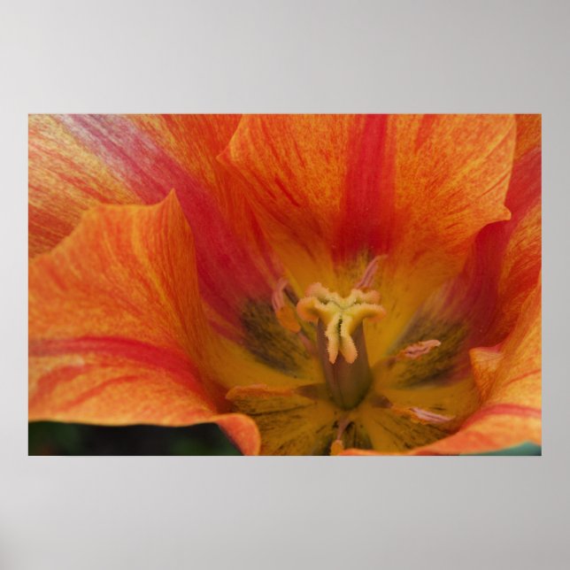 Tulip Poster (Framsidan)
