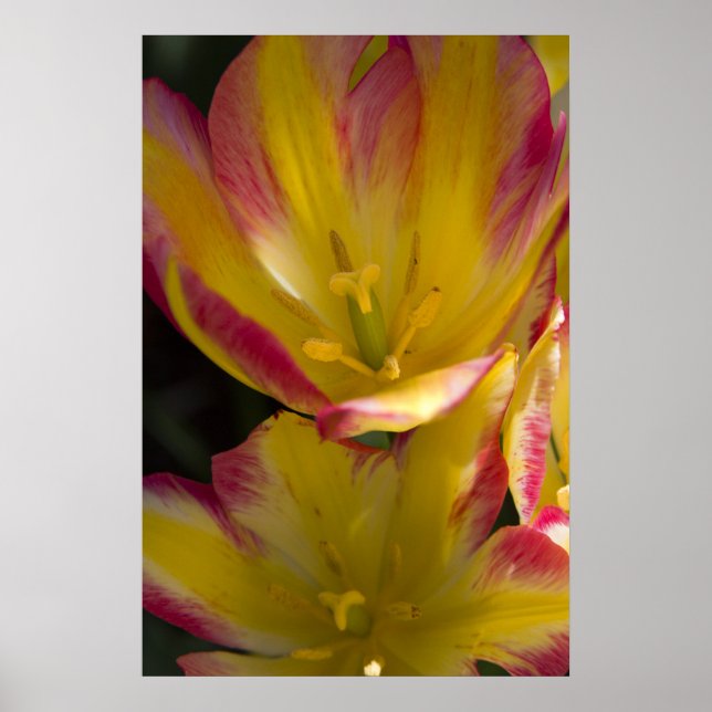 Tulip Poster (Framsidan)