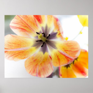 Tulip Poster 24 x 18 tum