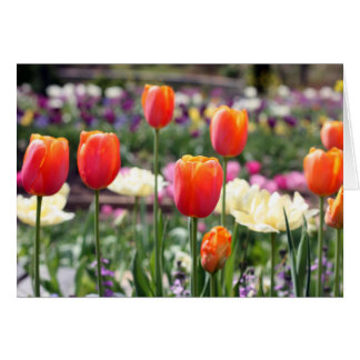 Tulip Rainbow OBS Kort