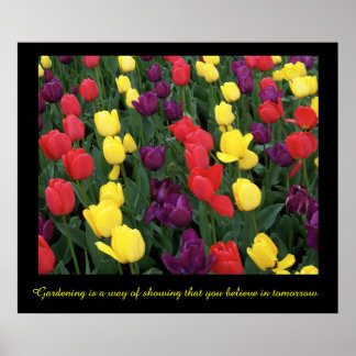 Tulip Rainbow Poster