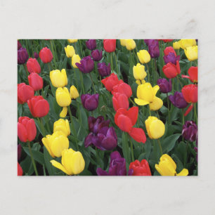 Tulip Rainbow Vykort