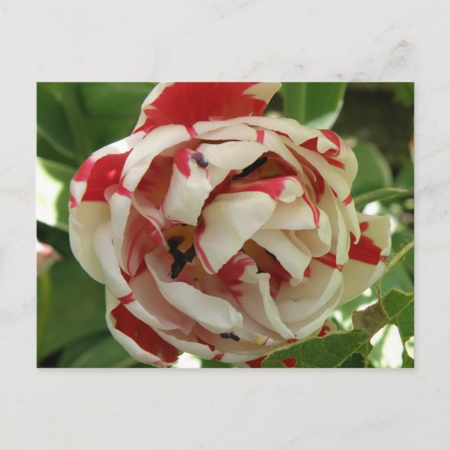 Tulip Rosa och Vit vykort (Framsida)