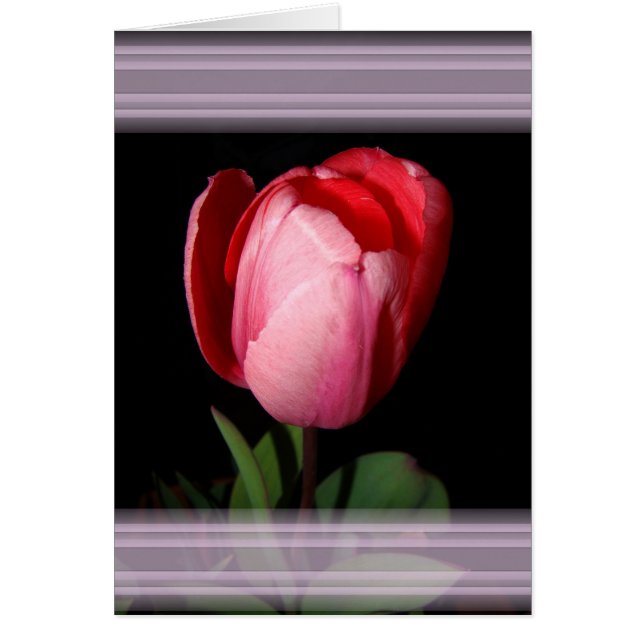 Tulip Rosett band Card Hälsningskort (Framsidan)