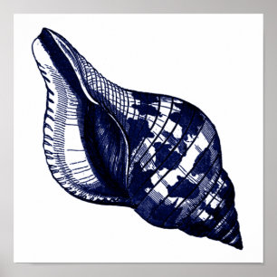 Tulip Seashell i Blue Poster