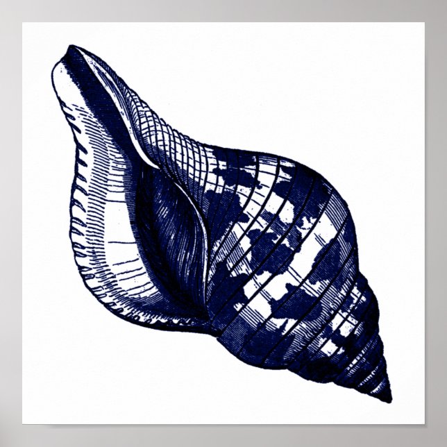 Tulip Seashell i Blue Poster (Framsidan)