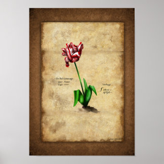Tulip (Semper Augustus) Poster