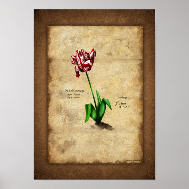 Tulip (Semper Augustus) Poster (Framsidan)