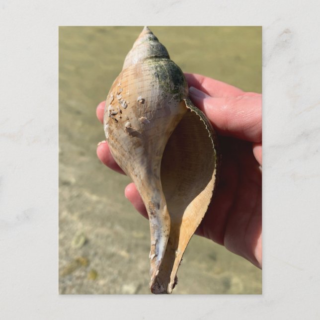 Tulip Shell Florida Marin Vilda Livs Fotografier  Vykort (Framsida)