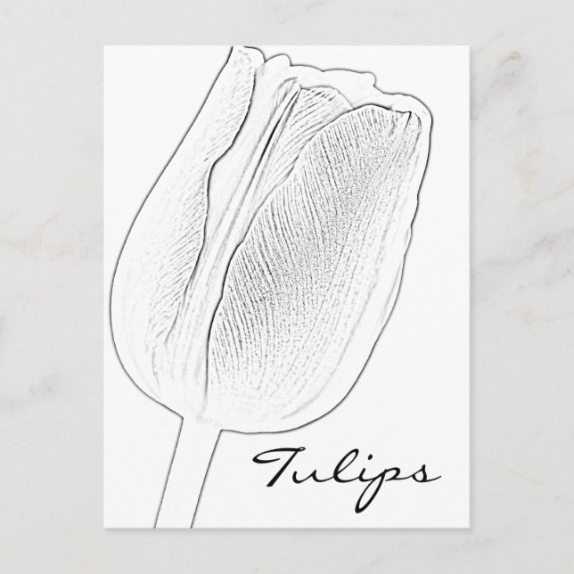 Tulip Sketch Vykort (Framsida)