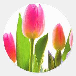 Tulip Sticker Runt Klistermärke