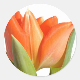 Tulip Stickers Runt Klistermärke