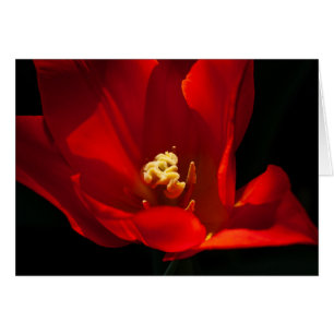 Tulip Synaeda Orange OBS Kort