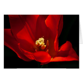 Tulip Synaeda-Orangen OBS Kort