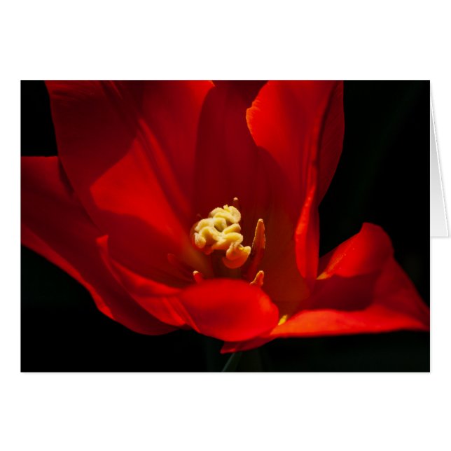 Tulip Synaeda-Orangen OBS Kort (Framsidan Horizontal)