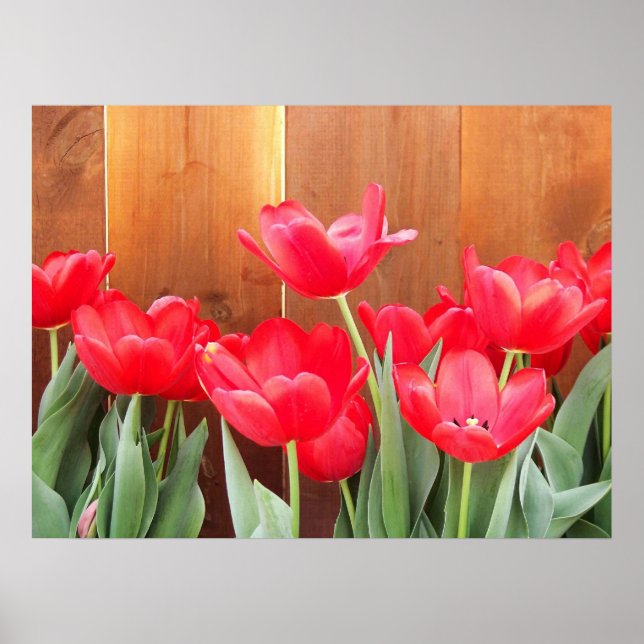 Tulip Time Poster (Framsidan)