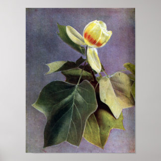 Tulip Träd Flower Poster