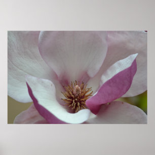 Tulip Träd Flower Poster