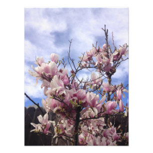 Tulip Träd Flowers. Magnolia soulangeana Fototryck