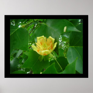Tulip Träd Poster