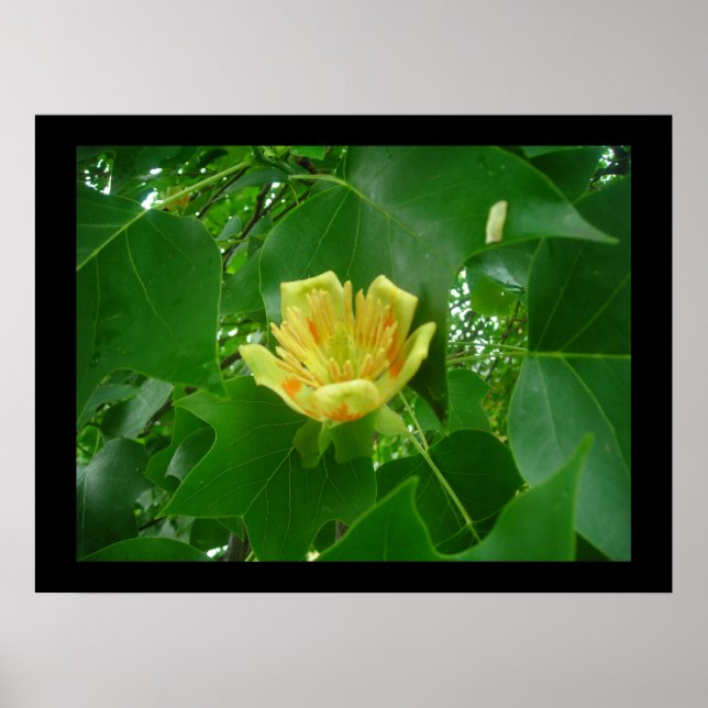 Tulip Träd Poster (Framsidan)