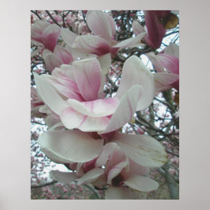 Tulip Träd Poster
