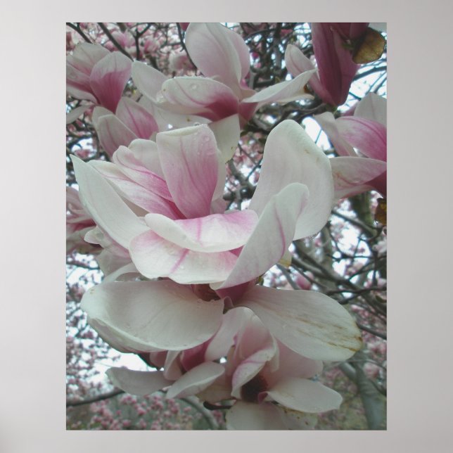 Tulip Träd Poster (Framsidan)