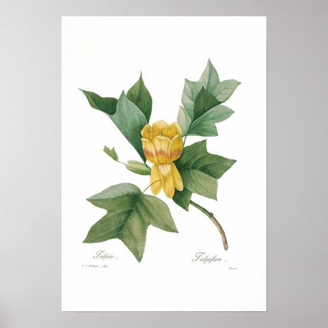 Tulip Träd Poster (Framsidan)