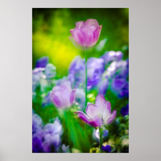 Tulip-trädgård, Giverny, Frankrike Poster (Framsidan)