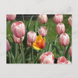 Tulip Treasure Vykort