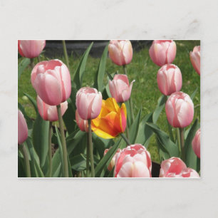 Tulip Treasure Vykort