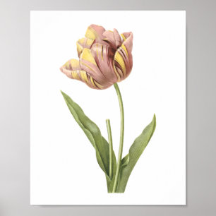 Tulip(Tulipa culta) från Redouté Poster