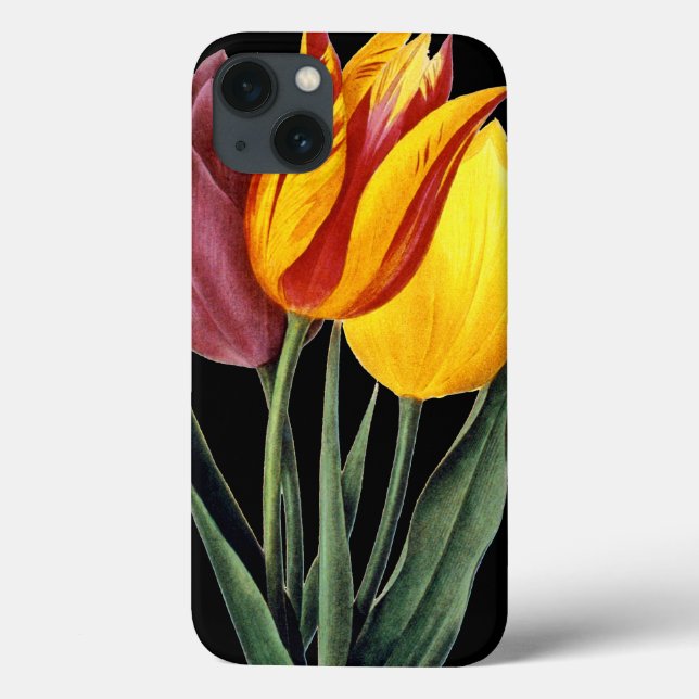 Tulip (Tulipa Gesneriana) (Baksida)