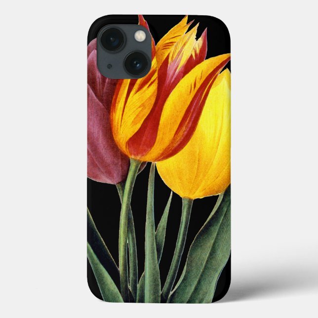 Tulip (Tulipa Gesneriana) (Baksida)