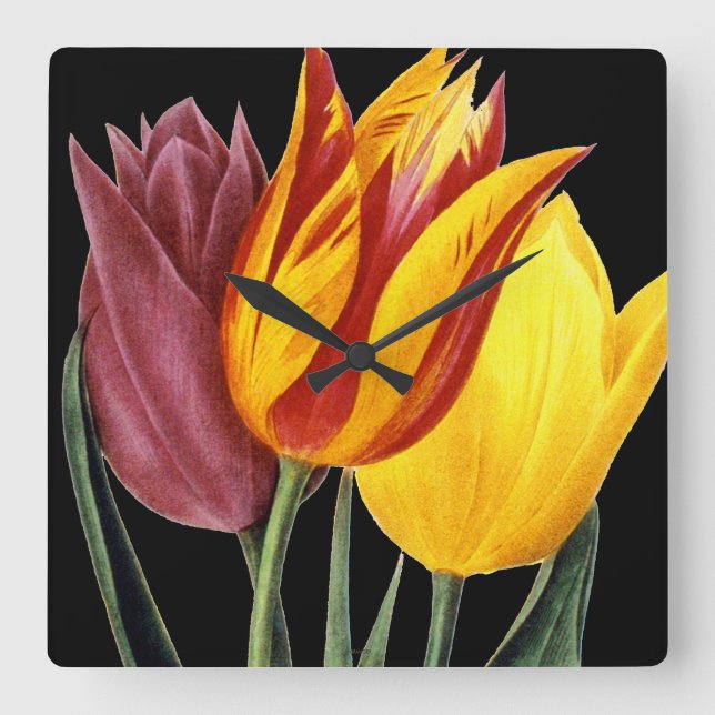 Tulip (Tulipa Gesneriana) Fyrkantig Klocka (Framsida)