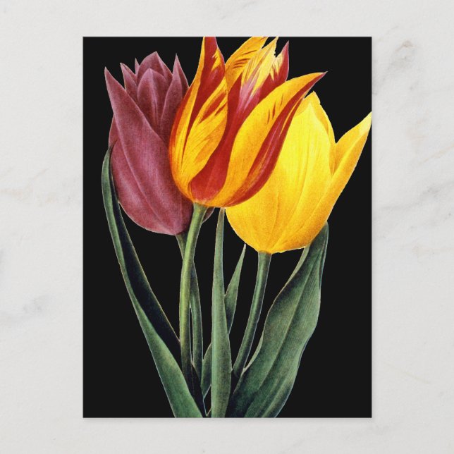 Tulip (Tulipa Gesneriana) Vykort (Framsida)