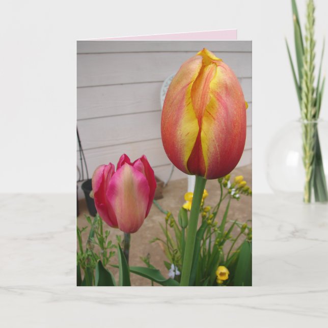 Tulip Tulips Red Rosa Flower Blommigt Birday Card Kort (Framsida)