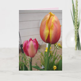 Tulip Tulips Red Rosa Flower Blommigt Birday Card Kort
