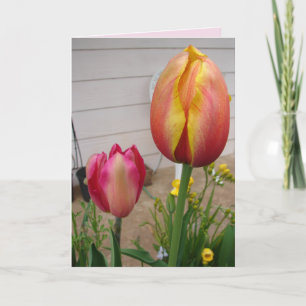 Tulip Tulips Red Rosa Flower Blommigt Birday Card Kort