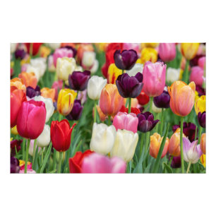 Tulip Vår blommor Garden Blommigt Gult Rosa Red Fototryck
