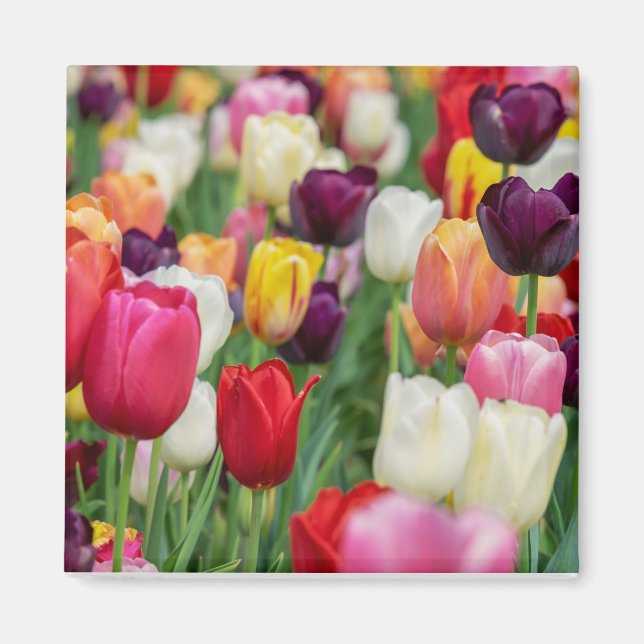 Tulip Vår blommor Garden Blommigt Gult Rosa Red Magnet (Framsidan)