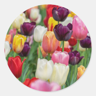 Tulip Vår blommor Garden Blommigt Gult Rosa Red Runt Klistermärke
