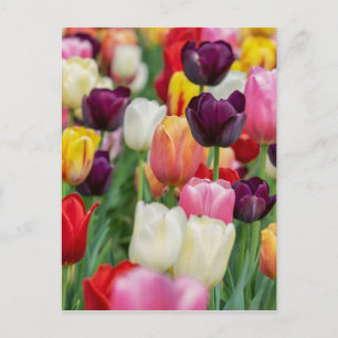 Tulip Vår blommor Garden Blommigt Gult Rosa Red Vykort