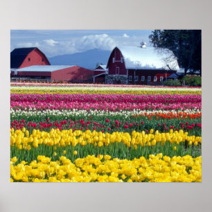 Tulip visning fält poster