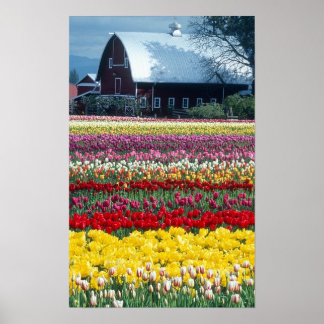 Tulip visning-trädgård, Skagit County Poster (Framsidan)