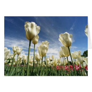 Tulip-vy Hälsningskort