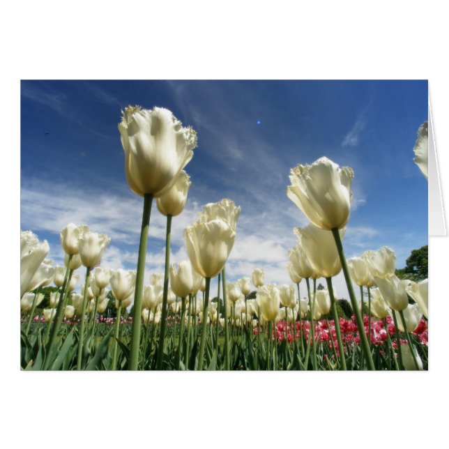 Tulip-vy Hälsningskort (Framsidan Horizontal)