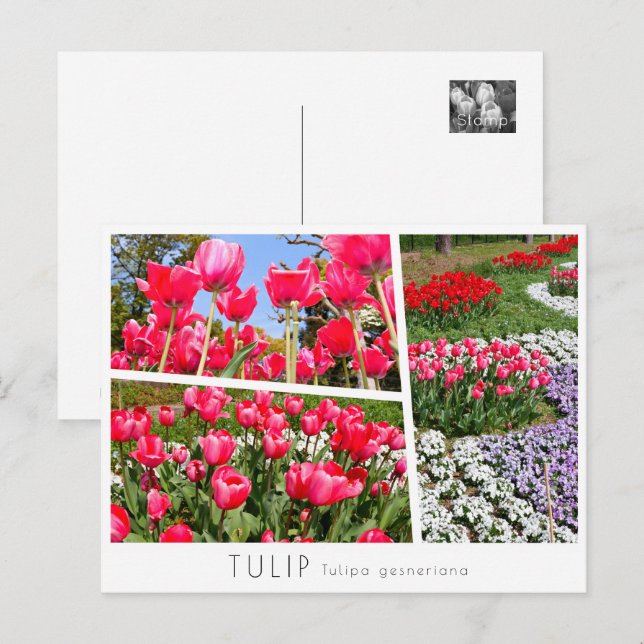 Tulip Vykort (Fram/baksida)