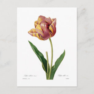 Tulip Vykort