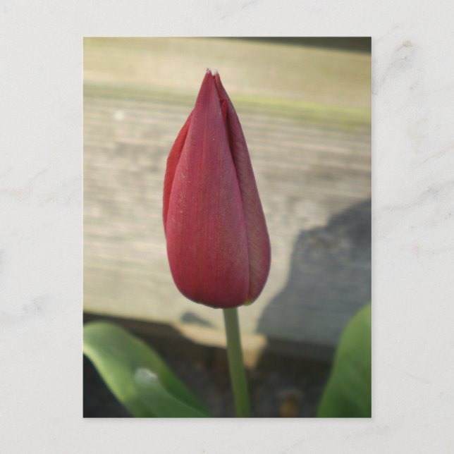 Tulip Vykort (Framsida)